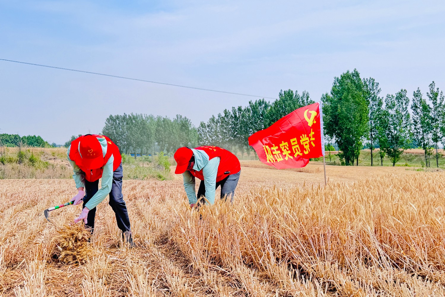 南陽北服務(wù)區(qū)積極開展“三夏”幫扶活動(dòng),組織志愿服務(wù)隊(duì)到服務(wù)區(qū)外幫助村民收麥子.jpg